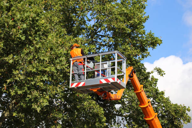 How Our Tree Care Process Works  in Newport, WA